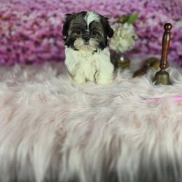 Rosie - Tricolor female Shih Tzu puppy in Hialeah, Florida from Shih Tzu Miami