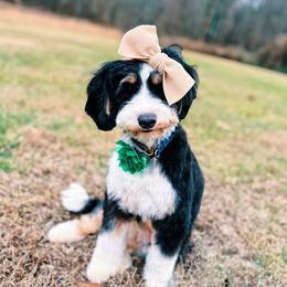 Enya - Bernedoodle