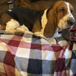 Ethel - Basset Hound