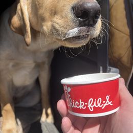 Labrador Retriever Puppies from Sycamore Kennels