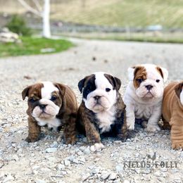 Bulldog Puppies from Fields’ Folly