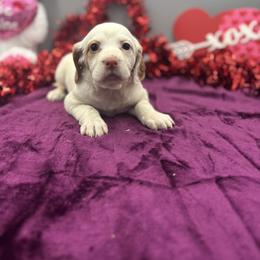 Valentine - Orange belton female English Setter puppy in Rogers, Ohio from StoneyBrook Setters