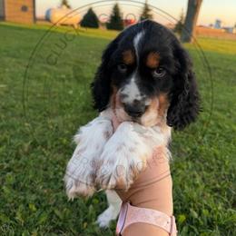 Street Bob - Black white and tan male English Springer Spaniel puppy in Fond Du Lac, Wisconsin from Clucking Homestead Springers & Dachshunds