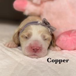 Copper - Apricot male Australian Labradoodle puppy in Citrus Heights, California from Elite Blend Labradoodles
