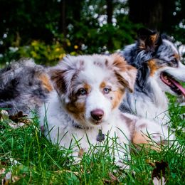 Border Collie, Golden Retriever, and Sporty Mix Puppies from Turbo Border Collies & Coltrievers