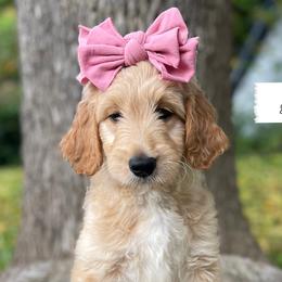 Grace - White Collar - Girl - Apricot Goldendoodle puppy in Conway, New Hampshire from Arbor Grace Doodles