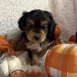 Morkies and Yorkshire Terriers from Georgias finest puppies
