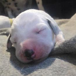 Green - White and black female Dalmatian puppy in Palmer, Massachusetts from Delaney's Dalmatians 2