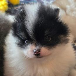 AKC Madison black tan parti piebald - Black and tan parti female Pomeranian puppy in Gloversville, New York from ADKPOM Adirondack Pomeranians