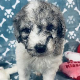 Boy-3 - Blue merle male Aussiedoodle puppy in Grants Pass, Oregon from Love my doodles/ Aussiedoodle love
