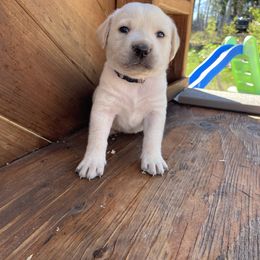 Girl 4 - female Labrador Retriever puppy in Goldendale, Washington from Mountain View Kennels