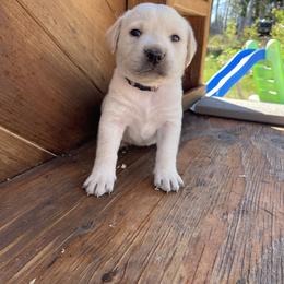 Girl 4 - female Labrador Retriever puppy in Goldendale, Washington from Mountain View Kennels