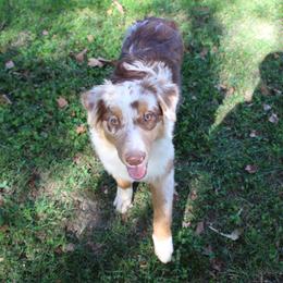 Celina - Red merle female Australian Shepherd puppy in Kansas, Oklahoma from Windy G Farm