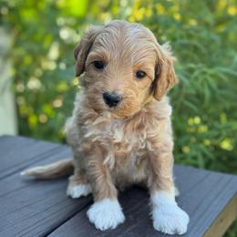 Funnel Cake - Apricot male Goldendoodle puppy in Wharton, Texas from Little Fur Friends