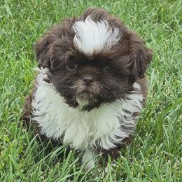 Liver female - Liver and white female Shih Tzu puppy in Newark, Ohio from Gemini Kennels