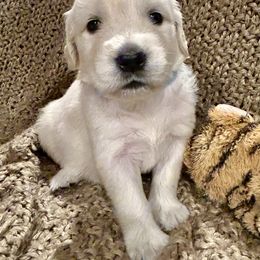 Golden Retriever Puppies from Oakland County Goldens