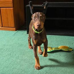 Green collar red female - Red and rust female Doberman Pinscher puppy in Houston, Texas from Draggin Dobermans & Great Danes