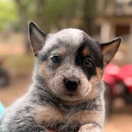Half Mask Male - Blue speckled male Australian Cattle Dog puppy in Scurry, Texas from RedHorizon AKC Australian Cattle Dogs (Heelers)