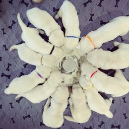 Golden Retriever Puppies from Southland Goldens