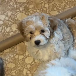 Aussiedoodle Puppies from Creek Bend Farm