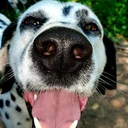 Dalmatians from Antietam Dalmatians