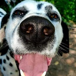 Dalmatians from Antietam Dalmatians