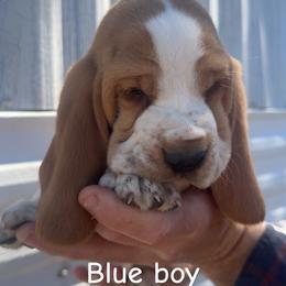 Blue boy - Red and white male Basset Hound puppy in Conway, Missouri from Ozark Mountain Kennel