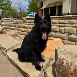 River - Black male German Shepherd puppy in Loveland, Colorado from Coal Creek Shepherds