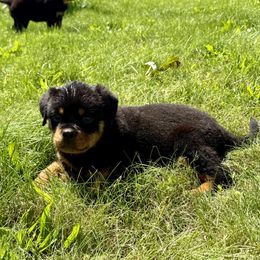 Puppy 1 - Black and mahogany female Rottweiler puppy in Virginia Beach, Virginia from Von Perrin Rottweilers