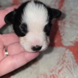 Anni- Frida - White and black female Papillon puppy in Hollister, Missouri from Swan Creek Kennel