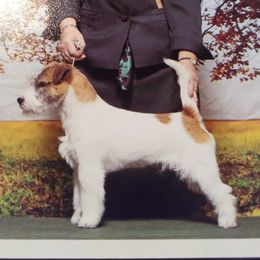 Poko - Russell Terrier