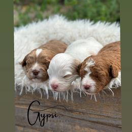 Bernedoodle, Cavapoo, Goldendoodle, and Poodle Puppies from Gypsi Doodles & Poodles