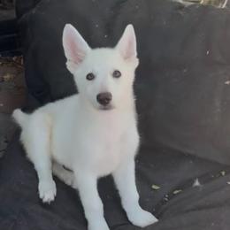 Fawn - White female German Shepherd puppy in Yuba City, California from Barton’s German Shepherds