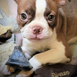 Rivean - Boston Terrier