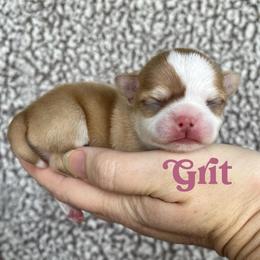 Grit - Chocolate and white male Chihuahua puppy in Augusta, Georgia from Sophia Jade's Chi Brigade