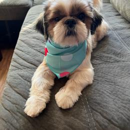 Shih Tzu Puppies from Willow Lane Shih Tzus