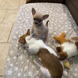 Dusty - Blue fawn male Chihuahua puppy in East Syracuse, New York from Blissful’s Chihuahuas