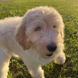 Goldendoodle Puppies from Toneytails Doodles