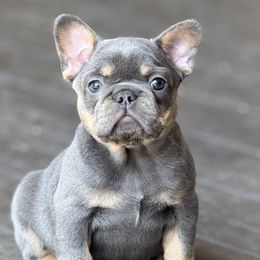 Girl 2 - female French Bulldog puppy in Claycomo, Missouri from Clay Acres Frenchies