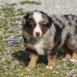Howzer - blue eyes - Blue merle male Miniature Australian Shepherd puppy in Hillsdale, Michigan from Faithwalk Aussies and Mini American Shepherds
