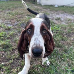 Whiskey - Basset Hound