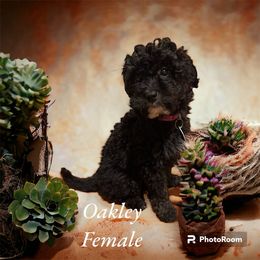 Oakley - Black and white Bernedoodle puppy in Pellston, Michigan from MiniDoodleMama