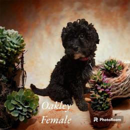 Oakley - Black and white Bernedoodle puppy in Pellston, Michigan from MiniDoodleMama