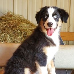 BTM2 - Black tri-color male Australian Shepherd puppy in Seneca, South Carolina from Tawodi Hills