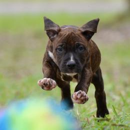 The Free Spirit - Brown brindle male American Staffordshire Terrier puppy in St. Augustine, Florida from LBK & Ancient City