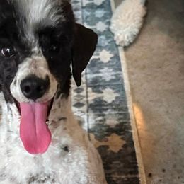 Goldendoodles and Poodles from Painted Rose Poodles and Doodles