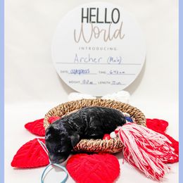 Archer - Black Goldendoodle puppy in Lake City, Florida from 224 Doodles and Poodles