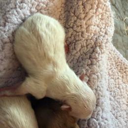 Girl 1- White - White female Pomeranian puppy in Cheektowaga, New York from Luxe Legacy Pomeranians