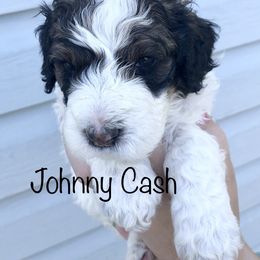 Bernedoodle Puppies from Heart J Bernedoodles