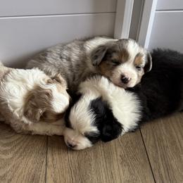 Miniature American Shepherd puppies from Sunset Ridge Aussies